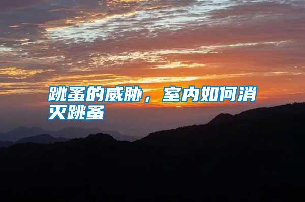 跳蚤的威脅，室內(nèi)如何消滅跳蚤