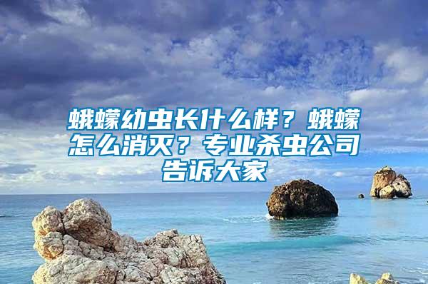 蛾蠓幼蟲長什么樣？蛾蠓怎么消滅？專業殺蟲公司告訴大家