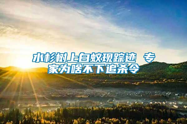 水杉樹(shù)上白蟻現(xiàn)蹤跡 專家為啥不下追殺令