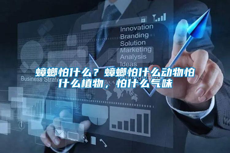 蟑螂怕什么？蟑螂怕什么動物怕什么植物，怕什么氣味